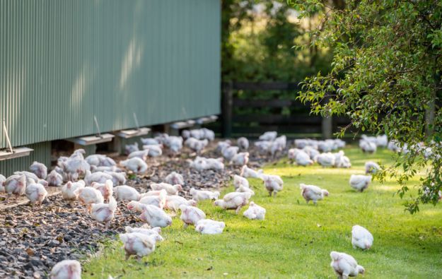 Website Animal Welfare (625 X 395 Px)