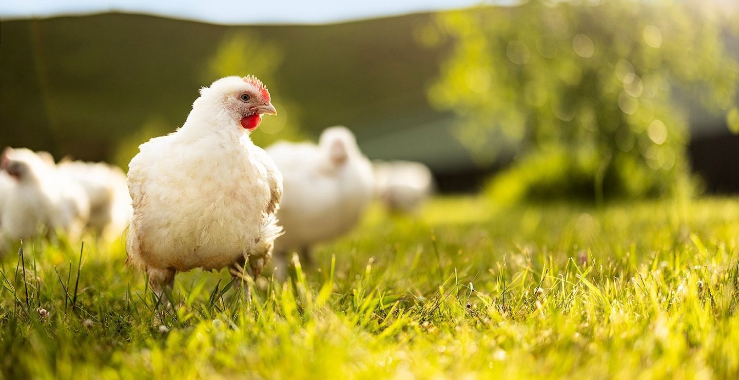 Animal Welfare Banner Image 1440X740