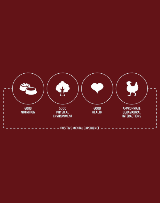 The Five Domains Of Animal Welfare (550 X 700 Px)
