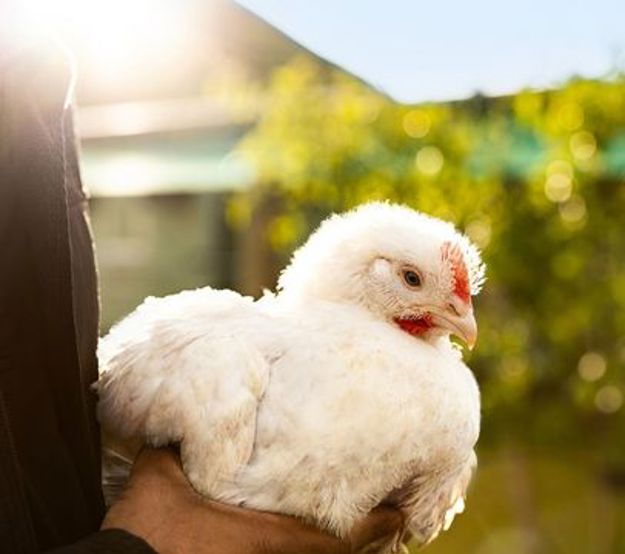Sustainability Animal Welfare Thumbnail
